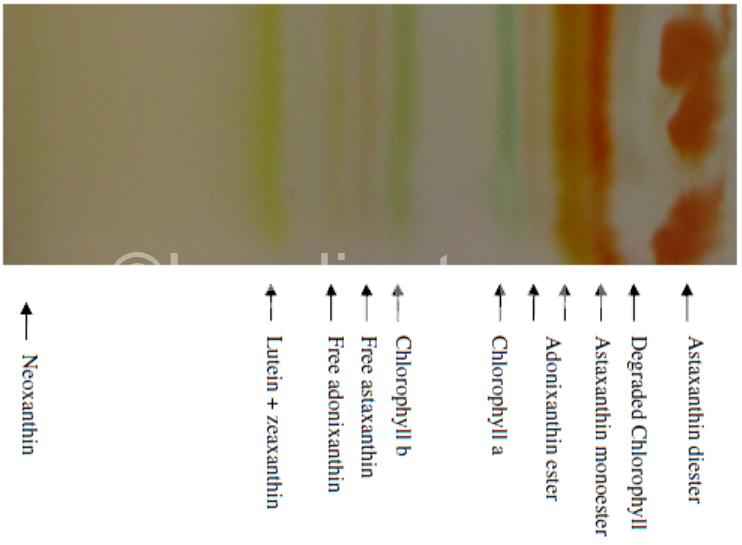 佐芬根色綠球藻Chromochloris zofingiensis