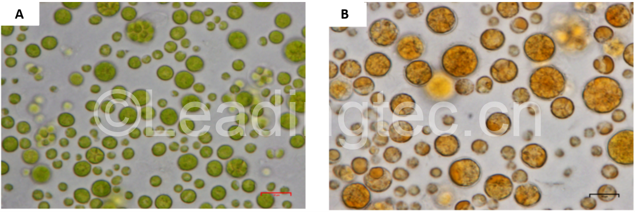 佐芬根色綠球藻Chromochloris zofingiensis