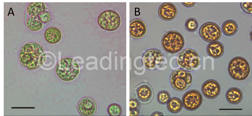 佐芬根色綠球藻Chromochloris zofingiensis