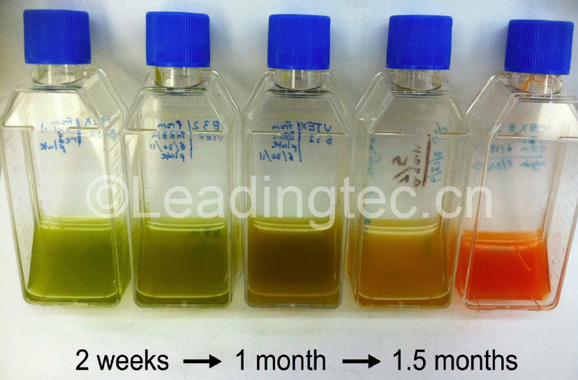 佐芬根色綠球藻Chromochloris zofingiensis