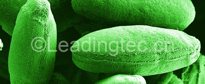 西方研究人員正在開發(fā)藻類作為生產(chǎn)工廠，以制造必要的蛋白質(zhì)，以識別以前感染過這種疾病的人的冠狀病毒抗體。