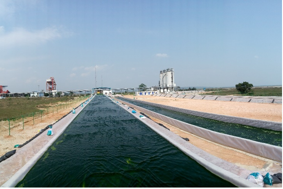 微藻“吃碳”，勢在必行！