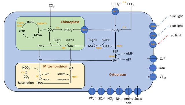 淡水超微真核藻全基因組測序首次完成