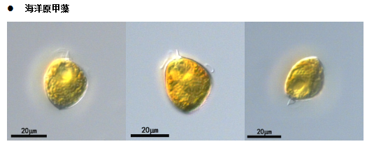 海洋原甲藻(GY-H61Scrippsiella mochoidea)