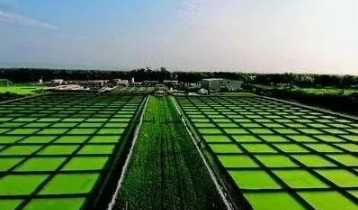 光合作用微藻養(yǎng)殖