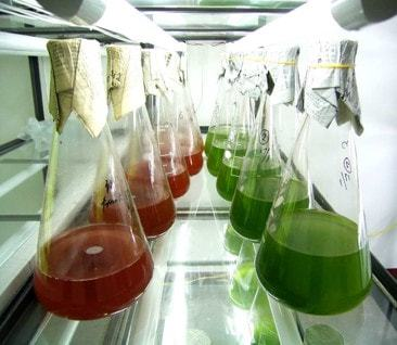 圖中為紅球藻、螺旋藻