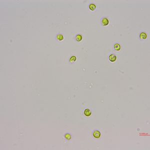 球等鞭金藻(GY-D66 Isochrysis galbana)