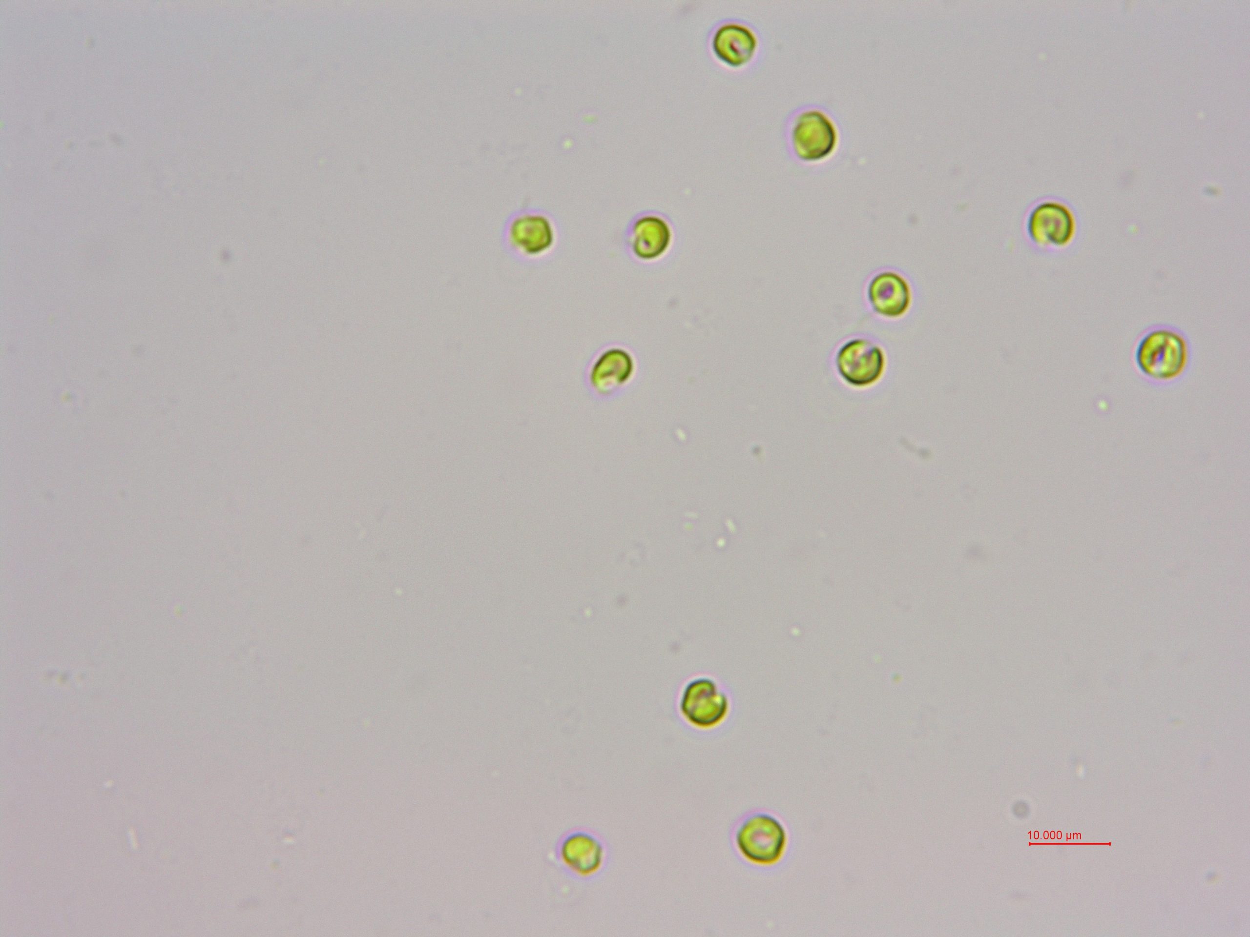 球等鞭金藻(GY-D66 Isochrysis galbana)