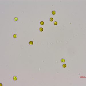 等鞭金藻（GY-H3 Isochrysis galbana）