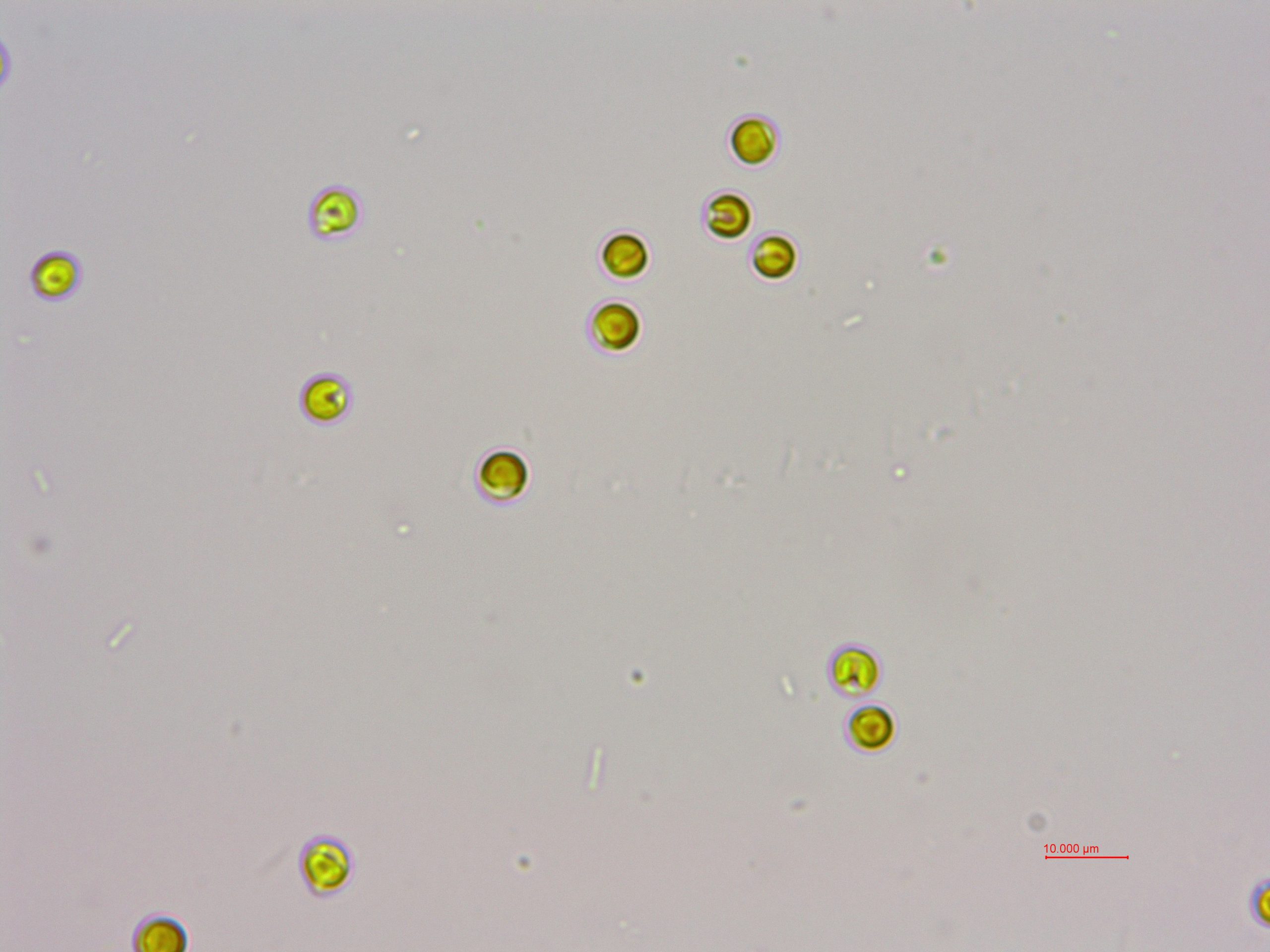 等鞭金藻(GY-H3 Isochrysis galbana)