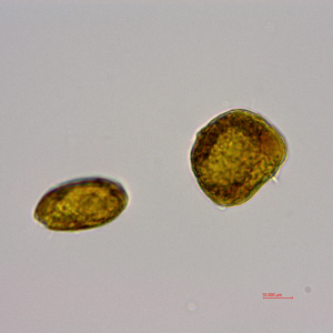 海洋原甲藻(GY-H61 Scrippsiella mochoidea)