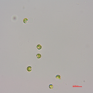 球形棕囊藻(GY-H37 Phaeocystis globsa)