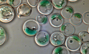 紅藻Galdieria sulphuraria(National Geographic.)