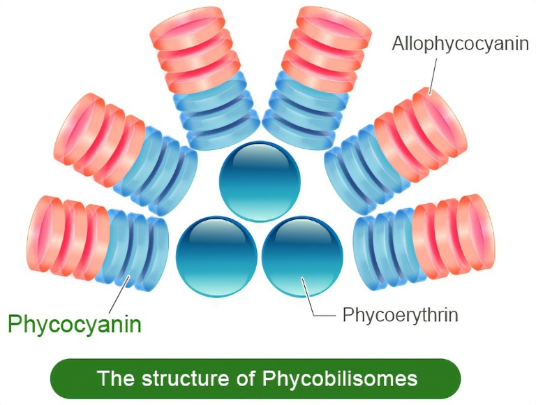 藻紅蛋白的藻膽體示意圖
