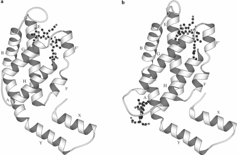 藻膽蛋白(亞基)結(jié)構(gòu)
