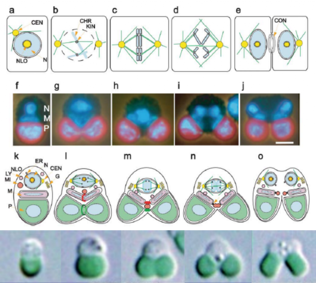 C. merolae細(xì)胞分裂過程圖解（Misumi et al., 2005；Miyagishima & Tanaka，2021）