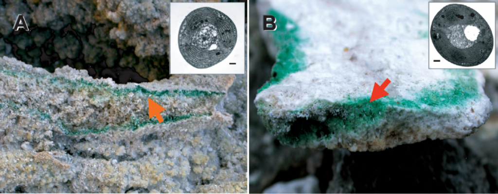 (A) 意大利托斯卡納Larderello的巖石內(nèi)和(B)那不勒斯Pisciarelli的青綠藻。箭頭表示在這些地點(diǎn)的巖石內(nèi)部繁盛的青綠藻生物群落。右上角電鏡圖像分別顯示了兩種Galdieria的細(xì)胞結(jié)構(gòu)，比例尺= 1 μm。（Yoon et al., 2006）