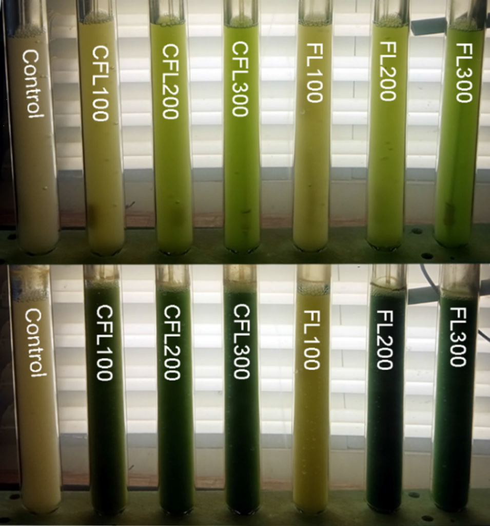  G. phlegrea，利用實(shí)驗(yàn)光反應(yīng)器（立管）為裝置，添加1%甘油進(jìn)行兼養(yǎng)，發(fā)光物質(zhì)添加量分別為100/200/300mg/L，上圖為培養(yǎng)2天的情況，下圖為培養(yǎng)5天的結(jié)果，