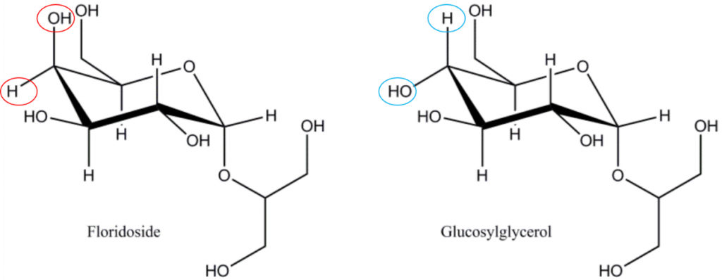 佛羅里達(dá)苷/甘油半乳糖苷（2-O-α-D-galactopyranosylglycerol）和甘油葡萄糖苷（2-O-α-D-glucopyranosylglycerol），注意佛羅里達(dá)苷與甘油葡萄糖苷在分子構(gòu)象上的差異，佛羅里達(dá)苷是紅藻光合作用的主要產(chǎn)物，佛羅里達(dá)苷是紅藻為動(dòng)態(tài)碳庫，在同化為多糖分子（淀粉/糖原/細(xì)胞壁多糖）之前被暫時(shí)存儲(chǔ)。