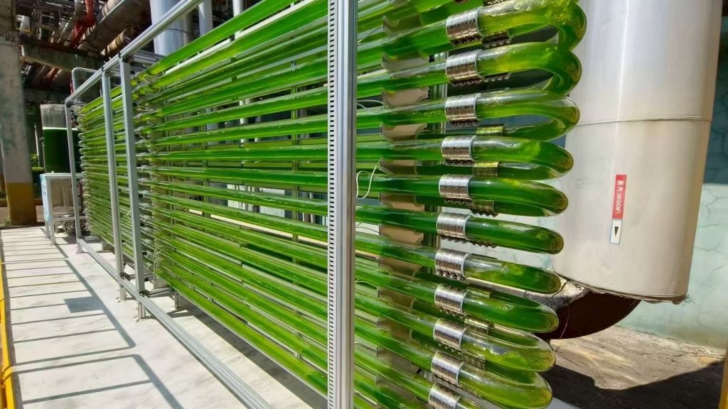 來自寶島臺灣的喜訊，開物生醫(yī)施總團隊實施的工廠廢氣養(yǎng)藻系統(tǒng)方案取得巨大成功，5天收一次都來不及，3天OD到21，每次清洗好幾次，都是濃濃的藻。