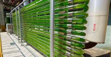 來自寶島臺灣的喜訊，開物生醫(yī)施總團隊實施的工廠廢氣養(yǎng)藻系統(tǒng)方案取得巨大成功，5天收一次都來不及，3天OD到21，每次清洗好幾次，都是濃濃的藻。