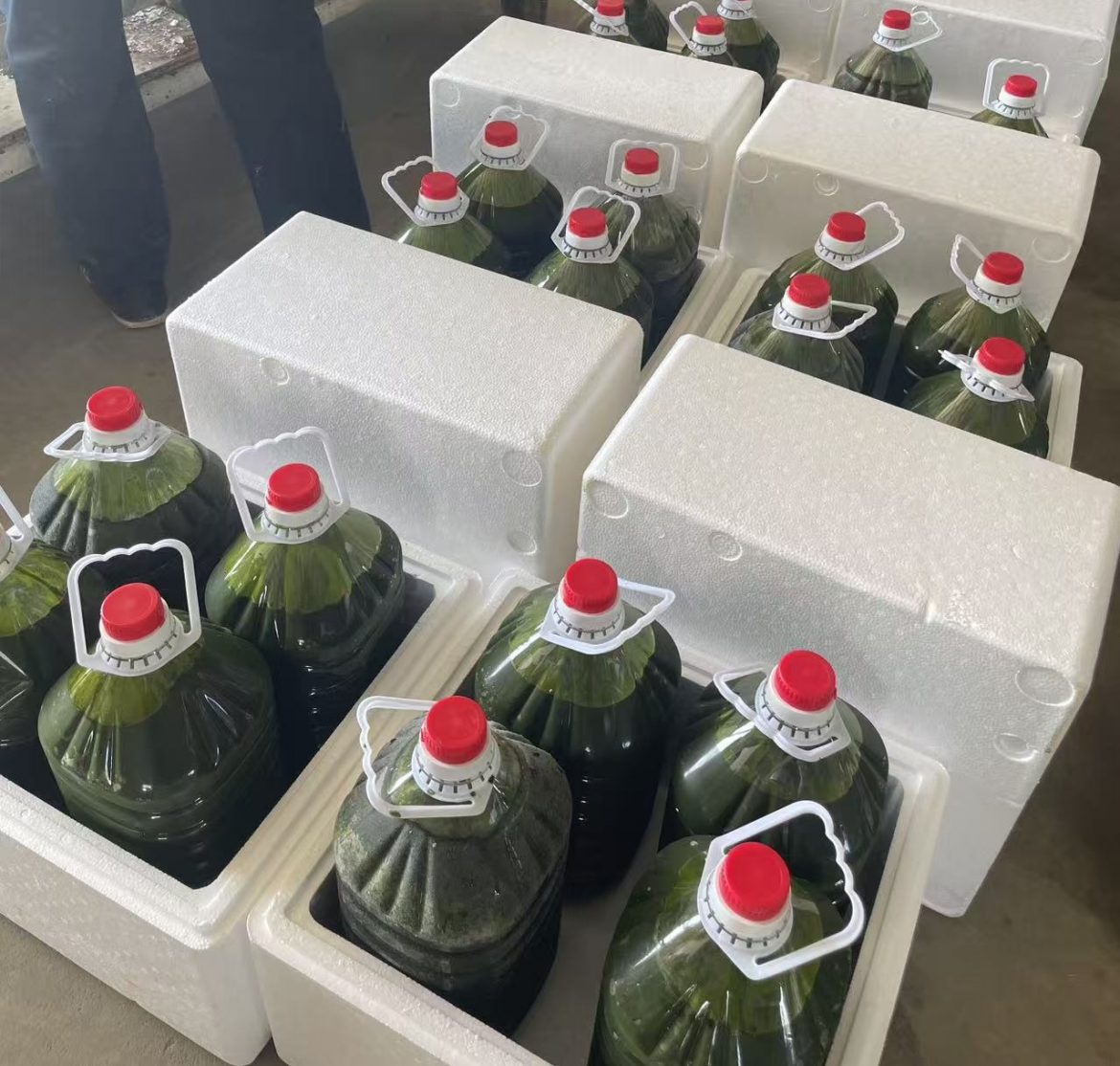 光語自養(yǎng)海水微擬球藻濃縮液