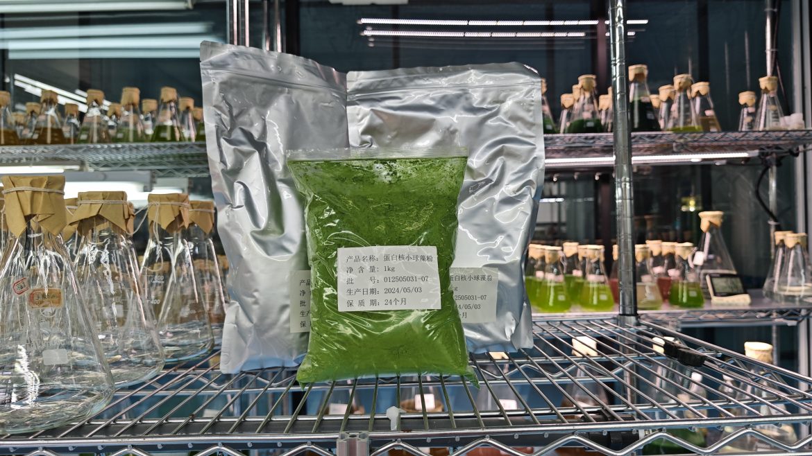 光語(yǔ)蛋白核小球藻