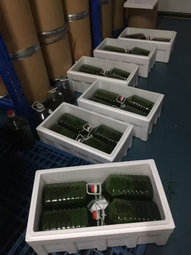 光語異養(yǎng)發(fā)酵罐小球藻藻液(120億細(xì)胞/ml)