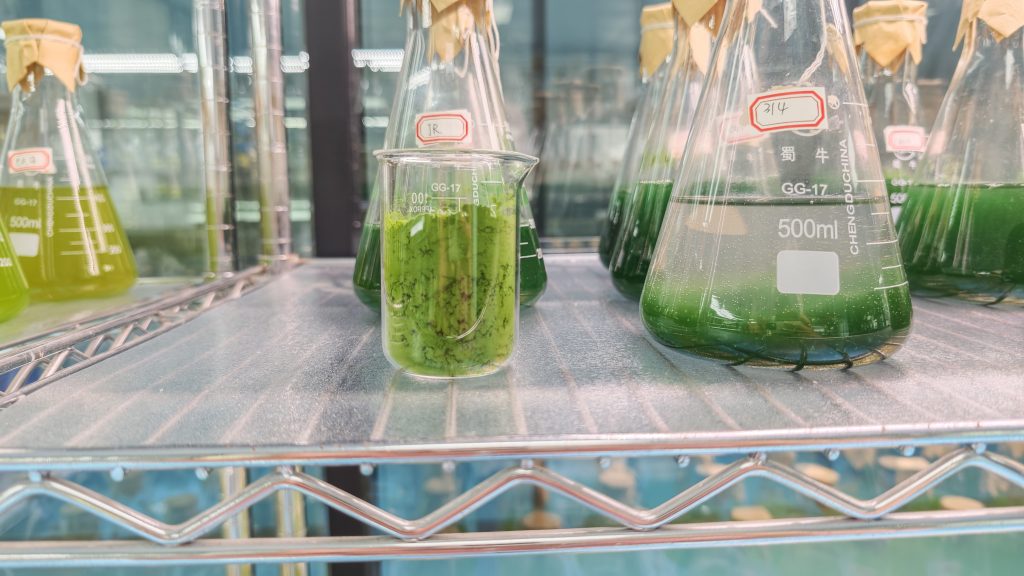 光語蛋白核小球藻