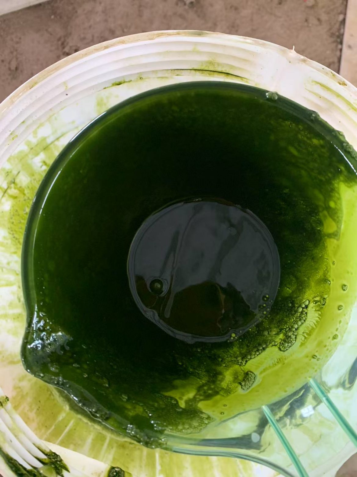 光語(yǔ)自養(yǎng)海水微擬球藻濃縮液