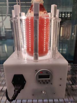 光語小型反應(yīng)器培養(yǎng)雨生紅球藻階段三