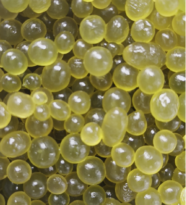 葛仙米什么樣？葛仙米外形