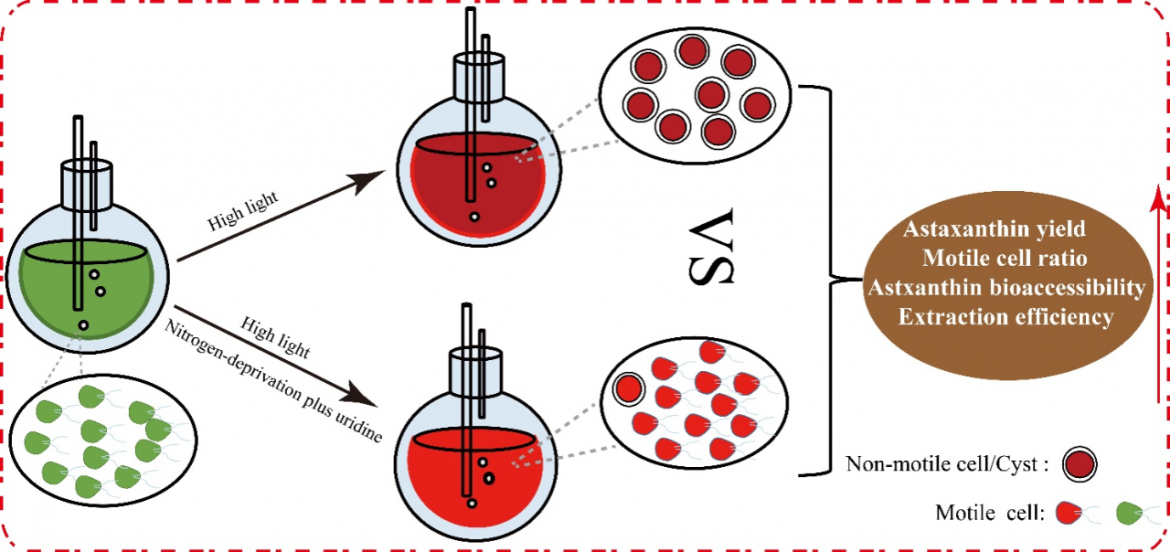 寧大在利用雨生紅球藻生產(chǎn)蝦青素方面取得新進(jìn)展
