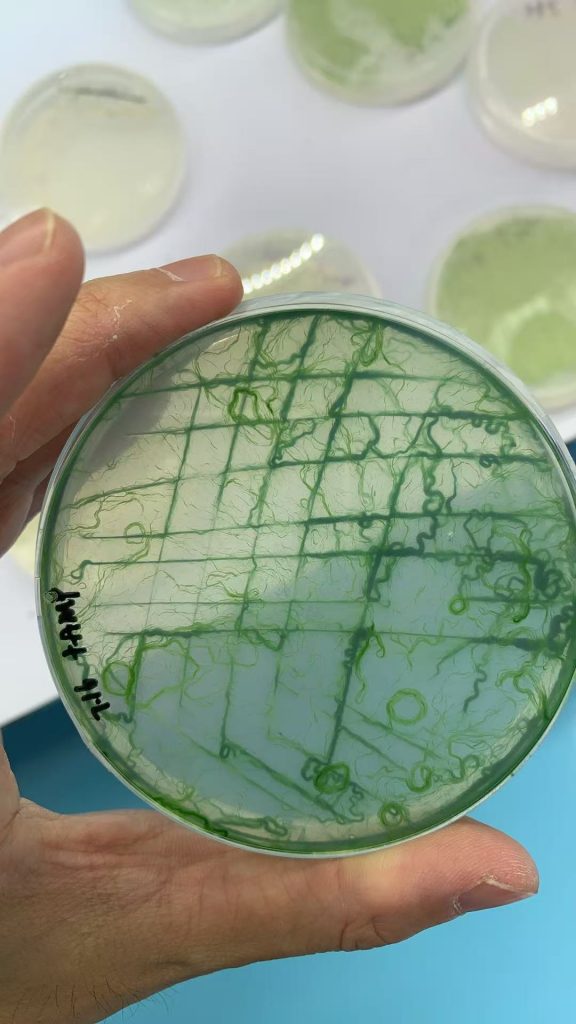 GY-D92 Spirulina platensis